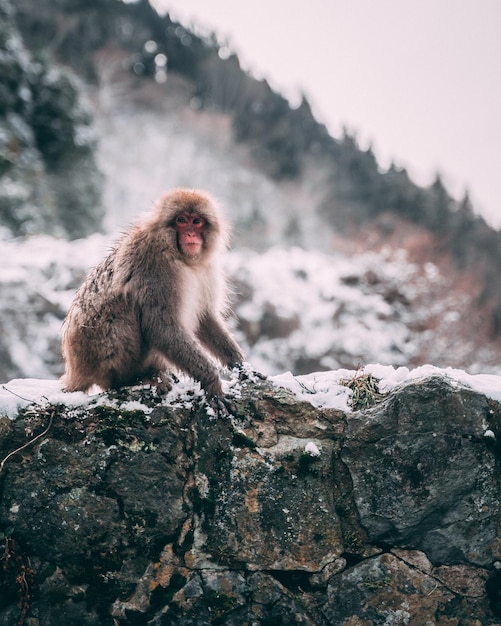Een aap die in de winter op de berg zit.