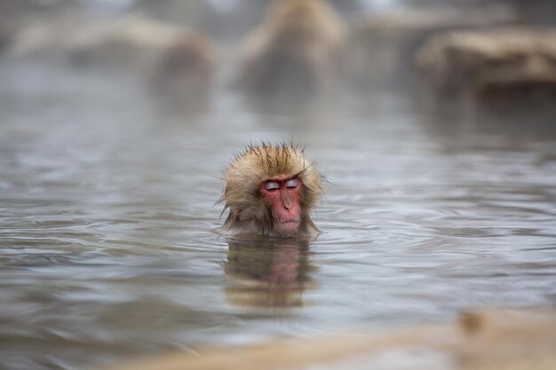 Foto een aap die in een meer zwemt.