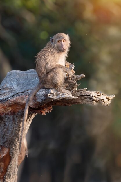 Foto een aap die op een boom zit.