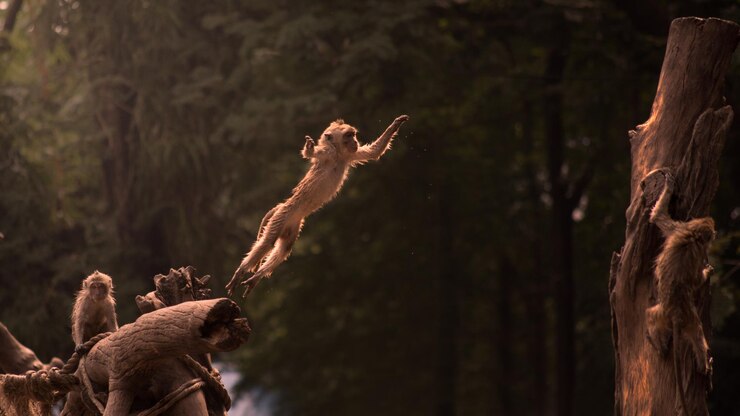 Foto een aap die op een boomstomp in het bos springt.