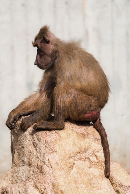 Foto een aap die op een rots zit.