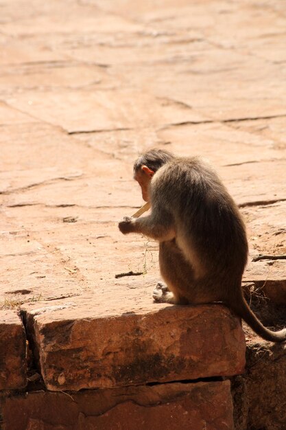 Een aap eet ijs Badami
