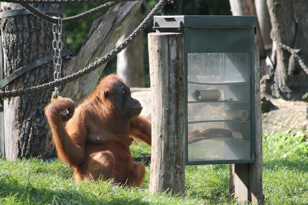 Foto een aap in een dierentuin.