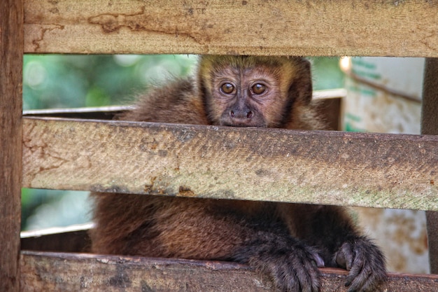 Een aap in een kooi in de jungle van Puerto Maldonado. Peru