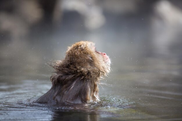 Foto een aap in een meer.