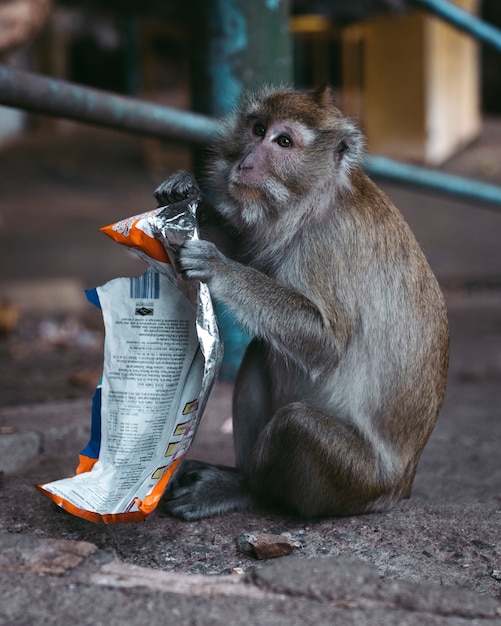 Foto een aap met een plastic afval