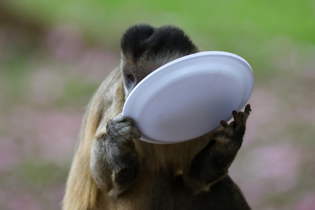 Een aap met een wit bord in zijn bek