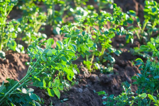 Een aardappelteelt Groene jonge groenten groeien op moestuin