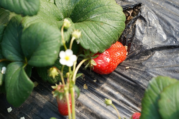 Een aardbei die op de grond ligt