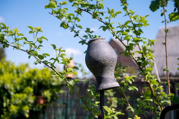 Een aarden pot hangt aan een hek in de lente Frambozenstruiken bij het hek met een aarden pot