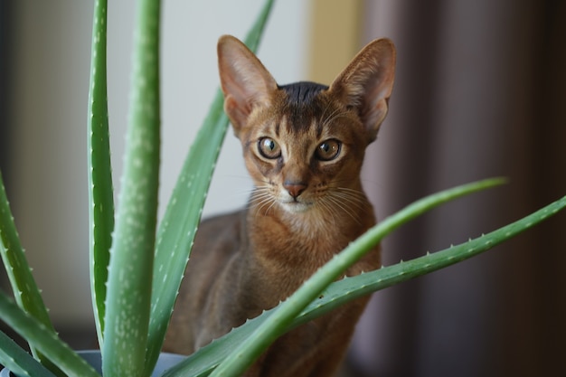 Een Abessijnse kat die op de vensterbank zit en in de camera kijkt