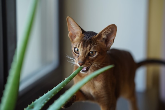 Een Abessijnse kat die op de vensterbank zit te kijken terwijl hij de aloëbloem bijt