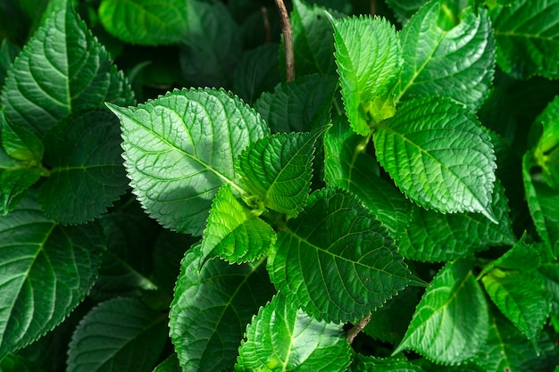 Een achtergrond van verse groene hortensiabladeren die in de tuin groeien