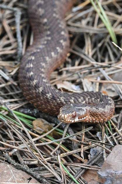 Een adder in het wild