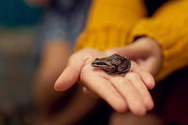 Een afbeelding van een kleine bruine kikker zittend op een hand Foto van hoge kwaliteit