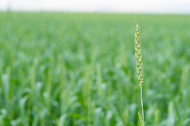 Een afbeelding van een tarweveld Close-up beeld van verse oren van jonge groene tarwe