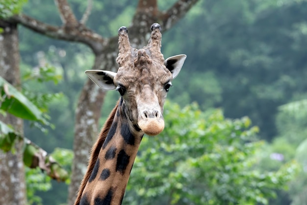 Een afrikaanse giraf in een tropisch bos