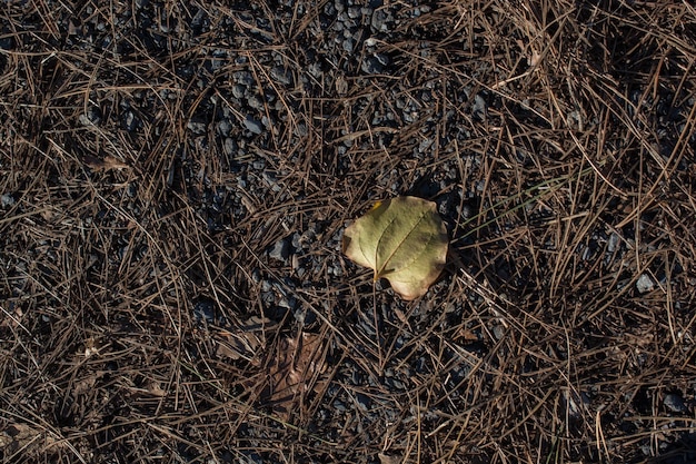 Een afzonderlijk droog blad van de herfst tijden