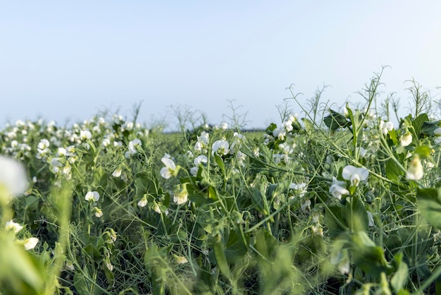 Een agrarisch veld waar groene erwten groeien tijdens de bloei