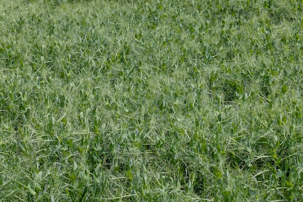 Een agrarisch veld waar groene erwten groeien tijdens de bloei