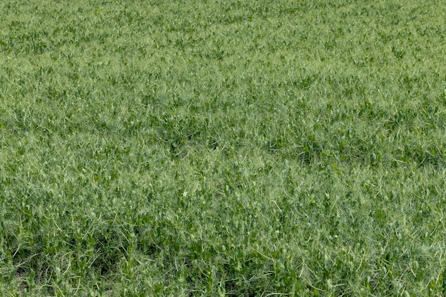 Een agrarisch veld waar groene erwten groeien tijdens de bloei