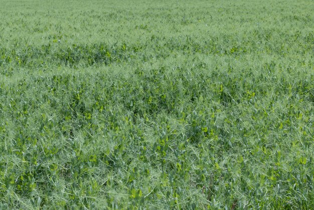 Een agrarisch veld waar groene erwten groeien tijdens de bloei