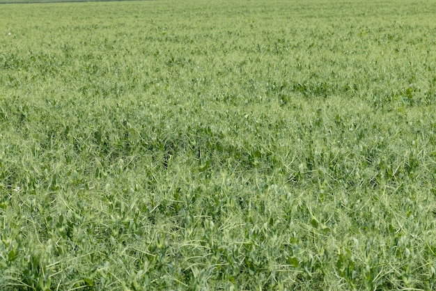 Een agrarisch veld waar groene erwten groeien tijdens de bloei