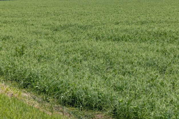 Een agrarisch veld waar groene erwten groeien tijdens de bloei