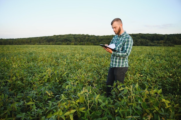 Een agronoom van een boer inspecteert groene sojabonen die in een veld groeien Landbouw