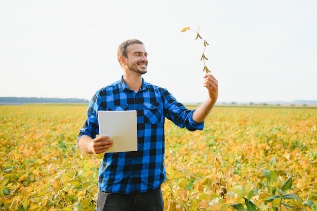 Een agronoom van een boer inspecteert sojabonen die in een veld groeien. landbouw