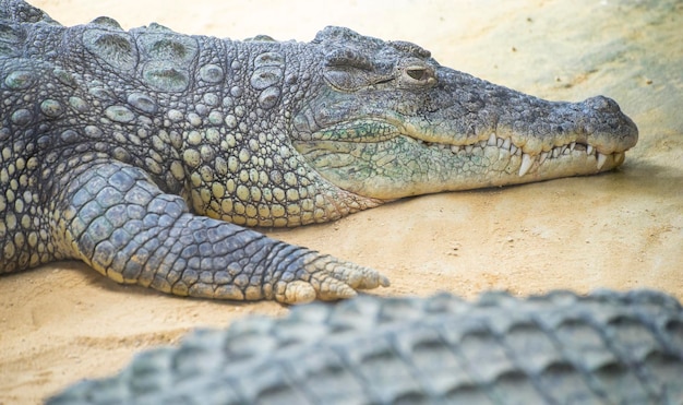 Een alligator is een krokodil uit het geslacht Alligator van de familie Alligatoridae, close-up textuur van alligatorhuid