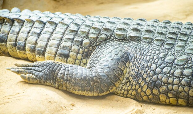 Een alligator is een krokodil uit het geslacht Alligator van de familie Alligatoridae, close-up textuur van alligatorhuid