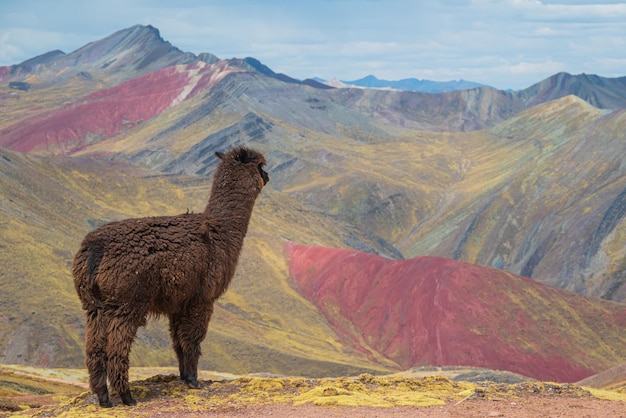 Een alpaca die op de rand van een berg staat en naar de Palccoyo-bergen in Peru kijkt