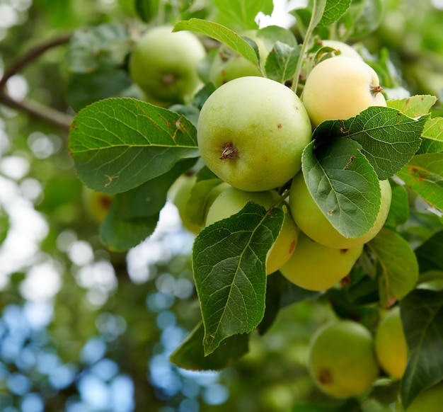 Een appel per dag houdt de dokter weg Het plukken van appels heeft er nog nooit zo aanlokkelijk uitgezien, een echt gezonde en verleidelijke traktatie