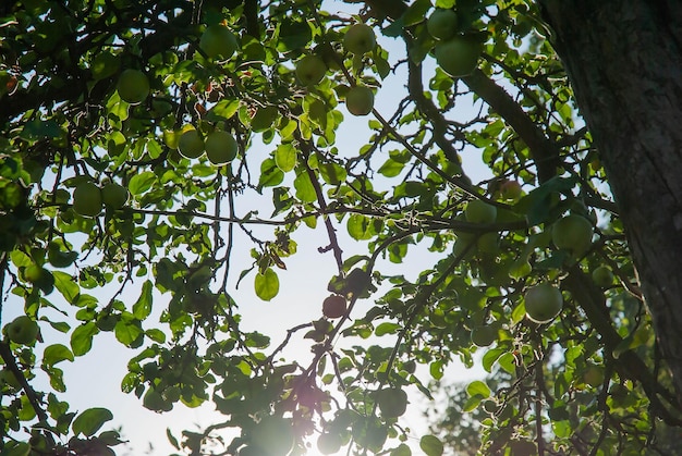 Een appelboom in de zon