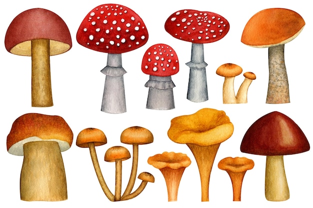 Een aquarel illustratie van paddenstoelen en paddenstoelen.