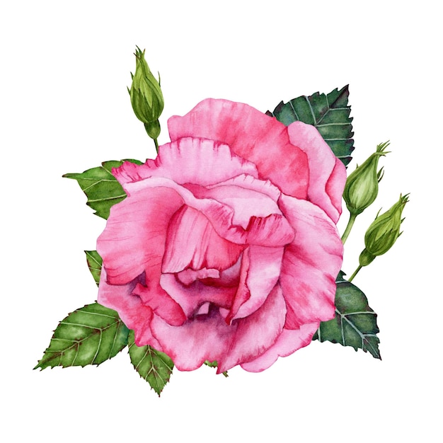 Een aquarel schilderij van een roze roos met groene bladeren.