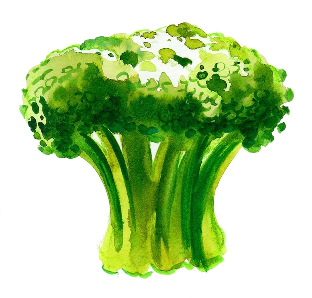 Een aquarel van een broccoli waarvan de bovenkant is afgesneden.