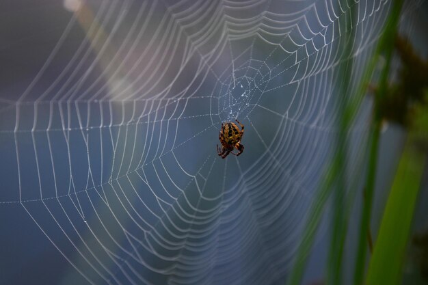 Foto een araneus-spin zit in haar net