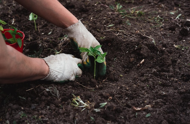 Een arbeider in handschoenen plant een jonge groene plant in de grond