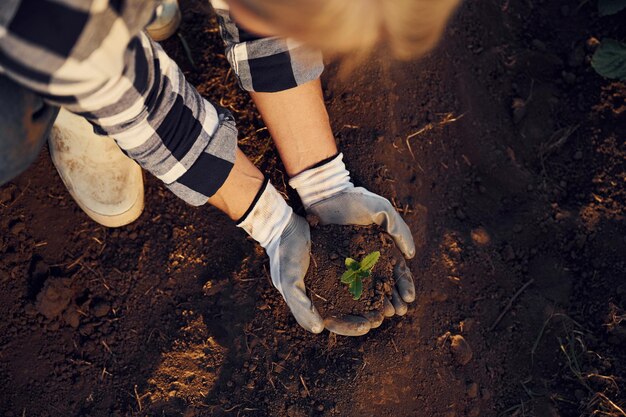 Een artisjok planten Vrouw staat overdag op het landbouwveld