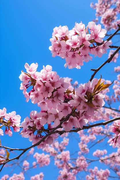 Een artistieke opname van kersenbloesems vanuit een lage hoek met een heldere blauwe hemel als achtergrond