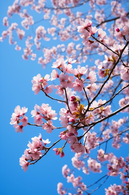 Een artistieke opname van kersenbloesems vanuit een lage hoek met een heldere blauwe hemel als achtergrond