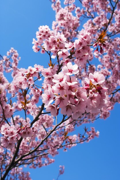 Een artistieke opname van kersenbloesems vanuit een lage hoek met een heldere blauwe hemel als achtergrond