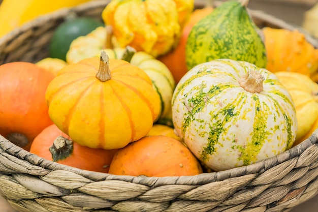 Een assortiment van kleine decoratieve pompoenen van verschillende kleuren en vormen in een mandje. herfst interieur samenstelling.