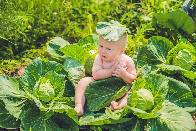 Een baby die tussen de kool zit. Kinderen zijn te vinden in kool.