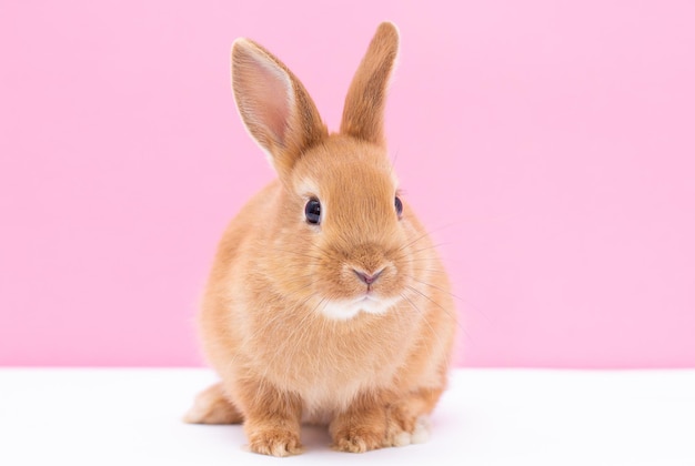 Een baby konijntje rondkijken, op witte en roze achtergrond. Lief konijntje.