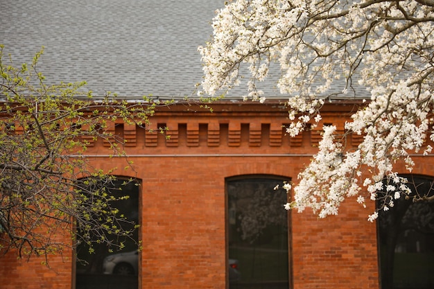 Een bakstenen gebouw met een boom ervoor met witte bloemen