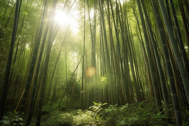 Een bamboebos met de zon die door de bomen schijnt