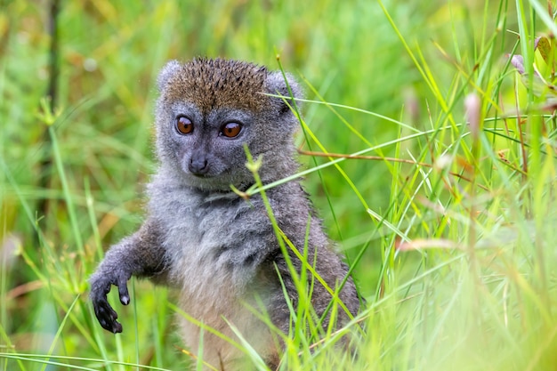 Een bamboemaki tussen het hoge gras ziet er nieuwsgierig uit